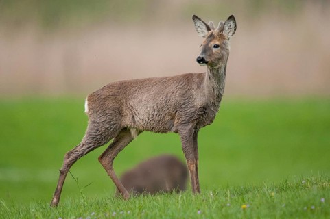 Artiodactyla, Capreolus capreolus, even-toed ungulate, cloven-hoofed, roe deer, mammals, mammals