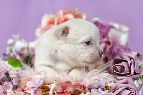 Close up of tiny three week old French Bulldog puppy in Platinum color surrounded by pink and