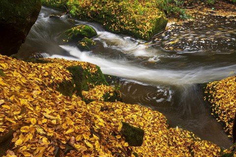 Autumn on a stream in the Elbe Sandstone Mountains in the Saxon Switzerland National Park, Lohmen,