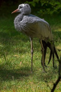 Paradise Crane (Anthropoides paradisea), Nuremberg Zoo, Middle Franconia, Bavaria, Germany