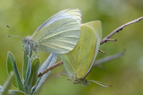 Brandenburg, Germany, little cabbage white, Nabu, Nabu project, national natural heritage, natural