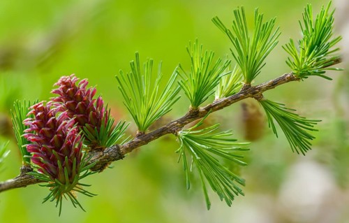 European larch, pine family, Larix decidua, larch, pinaceae, tree, blossom, tree, flora, plants,