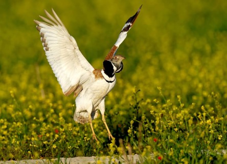 Little Bustard (Tetrax tetrax), courtship leap, Aragon, Spain