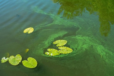 Aquatic cyanobacteria, blue-green algae, cyanobacterial toxic bloom forming algal mat on water