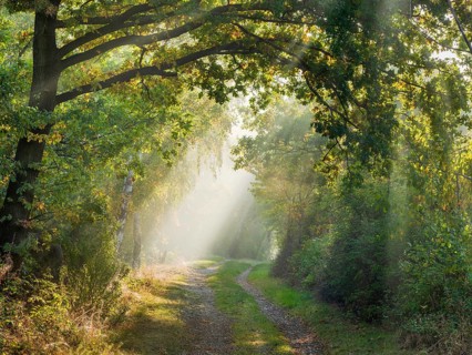 Hiking trail through mixed forest in the Harz foothills on the former inner-German border in