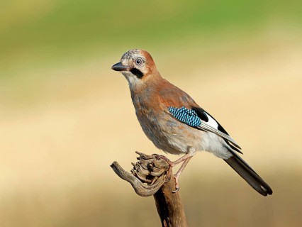 A jay (Garrulus glandarius) perched on a root, Solms, Hesse, Germany