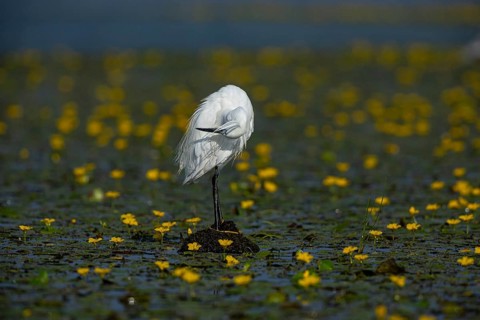 Little Egret (Egretta garzetta) in the midst of flowering echidnas Hungary