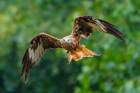 Red Kite (Milvus milvus), wildlife, Germany, a bird of prey in flight with outstretched wings