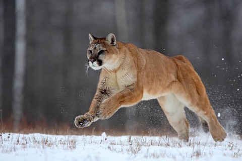 Cougar (Felis concolor), Minnesota, USA. A Cougar runs swiftly through the snow-covered landscape