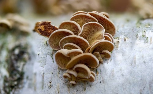 Astringent panus, bitter oyster, bitter mussel mushroom, bitter-sharp dwarf ball, oak dwarf ball,