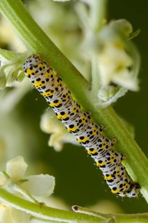 Cucullia lychnitis, grey-pollinated woolly monk, Shargacucullia lychnitis, later mullein monk,