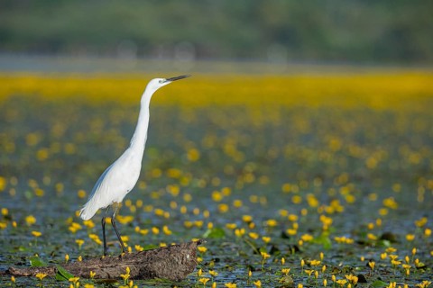 Little Egret (Egretta garzetta) Hungary