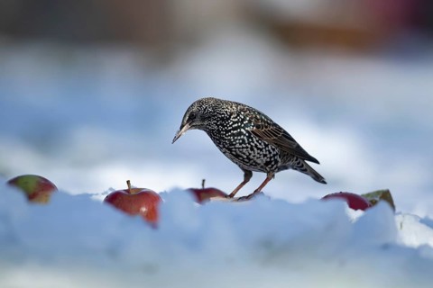 Common starling (Sturnus vulgaris) adult garden bird on a snow in winter, England, United Kingdom