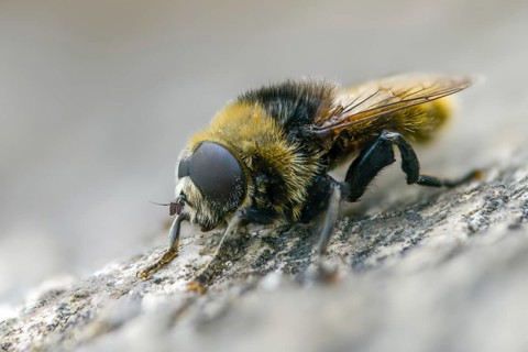 Common daffodil hoverfly, large narcissus fly, merodon equestris, narcissus bulb fly, onion