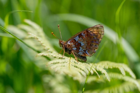 Boloria aquilonaris, cranberry fritillary, high moor mother-of-pearl butterfly, cranberry moth,