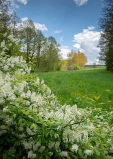 Eagle cherry, elsen cherry, common grape cherry, Mayday tree, Prunus padus, rosaceae, rose family,