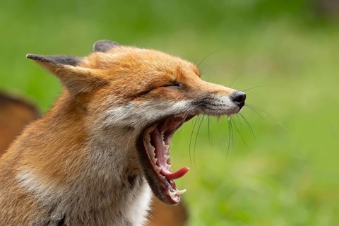 Red fox (Vulpes vulpes) adult animal yawning, England, United Kingdom
