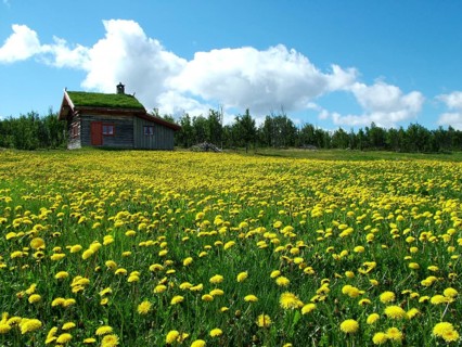 Geography, travel, grass roof, house, Uvdal, dandelion meadow, flowers, Norway. Geography, Travel,