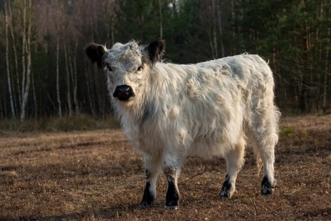 Artiodactyla, Bos Taurus sspec.4, cattle, even-toed ungulate, galloway cattle, galloway cattle,