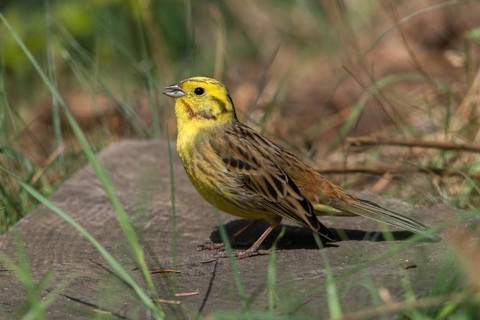 Emberiza citrinella, Yellowhammer, Yellowhammer, birds, song, male, passeri, singing, songbirds,