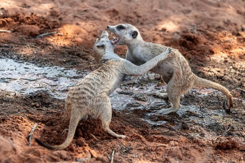 Fighting meerkats (Suricatta suricata), Kgalagadi Transfrontier Park, Northern Cape, South Africa