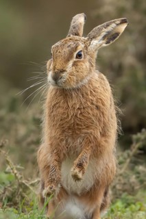 European brown hare (Lepus europaeus) adult animal stretching in grassland, England, United Kingdom