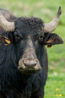 Artiodactyla, Bubalus Arnee, Even-Toed Ungulate, Frießnitzer See, Germany, Greiz, Paarhufer,