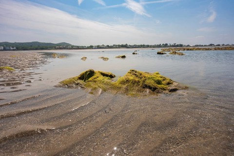Rocks with algae in shallow water under blue sky, low tide, Howth beach, Ireland