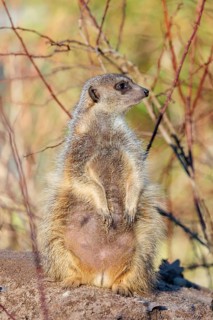 A suricate (Suricata suricatta) sits alertly in the beautiful light, observing its surroundings.