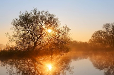 White willow (Salix alba) on the River Lippe at sunrise, North Rhine-Westphalia, Germany