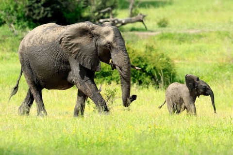 African elephant (Loxodonta africana), adult, female, calf, foraging, running, social behaviour,