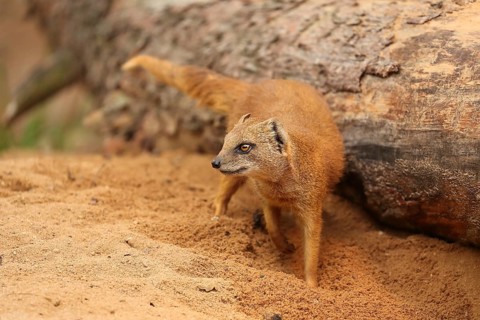 A mongoose running on sandy ground next to a tree trunk in a natural environment, a fox mongoose