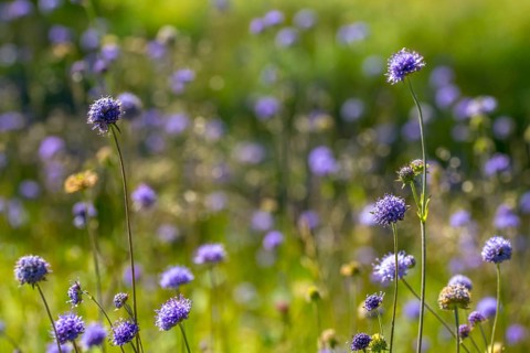Devil's-bit, Devil's-bit scabious, dipsacaceae, common devil bite, cardenaceae, scabiosa succisa,