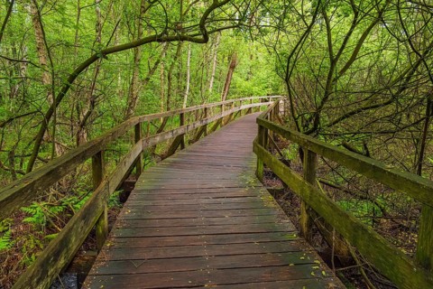 Moor bridge, Steinhuder Meer, Mardorf, Neustadt am Rübenberge, Hanover region, Lower Saxony