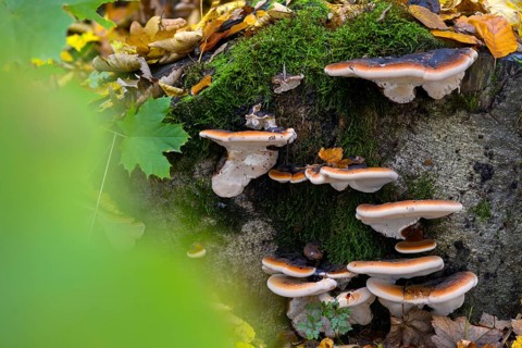 Boletus resinosus, ischnoderma resinosum, lasiochlaena anisea, hardwood resin porling, benzoin