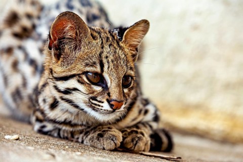 A cat lies comfortably on the ground with a calm expression on its face, a tiger cat in an