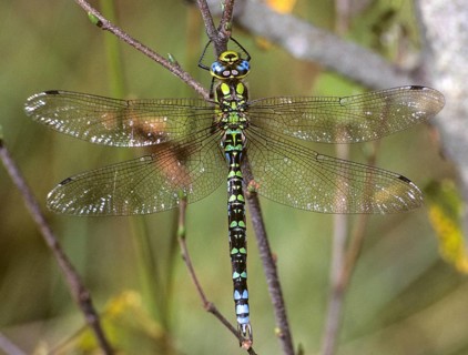 Aeshna cyanea, blue-green mosaic maiden, southern hawker, anisoptera, damselflies, dragonflies,