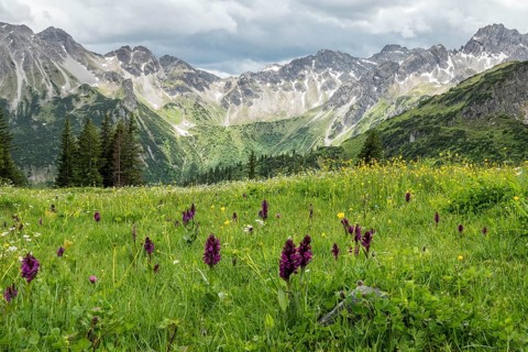 Meadow with Dactylorhiza cruenta, on the Fellhorn, with the mountains of the Allgäu Alps in the