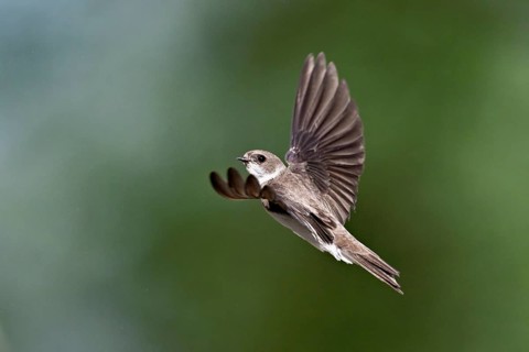 Sand martin (Riparia riparia), in flight, Reussegg nature reserve, Canton Aargau, Switzerland