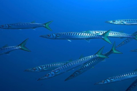 Several barracudas (Sphyraena sphyraena) swimming in the blue water, dive site: Giens Peninsula,