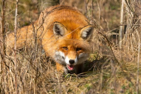 Carnivora, predators, red fox, vulpes vulpes, fox, mammals, raptors, mammals, mammals