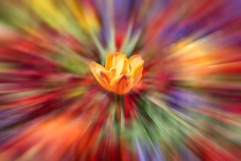 Flowerbed with tulips in bloom (Tulipa), zoom effect, Baden-Württemberg, Germany