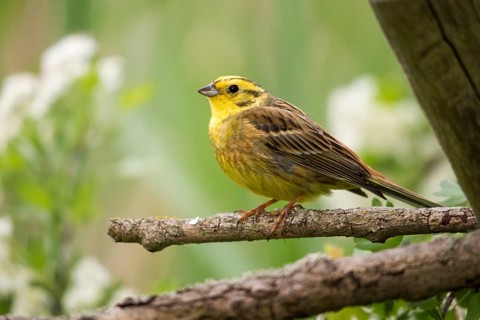Emberiza citrinella, goldammer, yellowhammer, birds, male, passeri, songbirds, birds