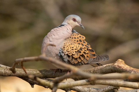 Streptopelia turtur, turtle dove, birds, columbidae, doves, plumage care, preening, pigeons, birds