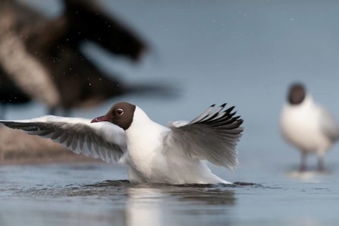 Black-headed gull, chroicocephalus ridibundus, black-headed gull, larus ridibundus, adult, birds,