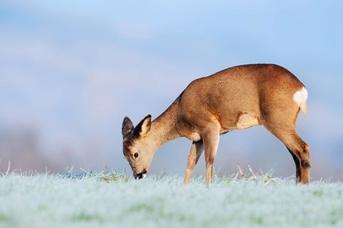 European roe deer (Capreolus capreolus), doe standing in a meadow with hoarfrost and eating, Lower