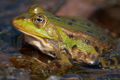 Green frog, pelophylax spec., rana spec., water frog, amphibians, amphibians, frog, frog, frogs,