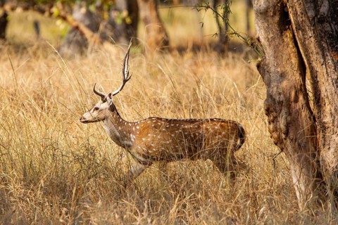 Axis deer (Axis axis) India