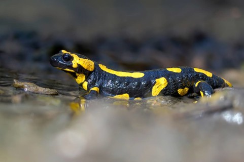 Fire salamanders, fire salamanders, salamandra salamandra, amphibians, amphibians, caudata,
