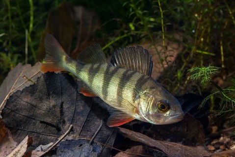 Perch, river bass, perca fluviatilis, perch, predatory fish, fishes, leo, pisces